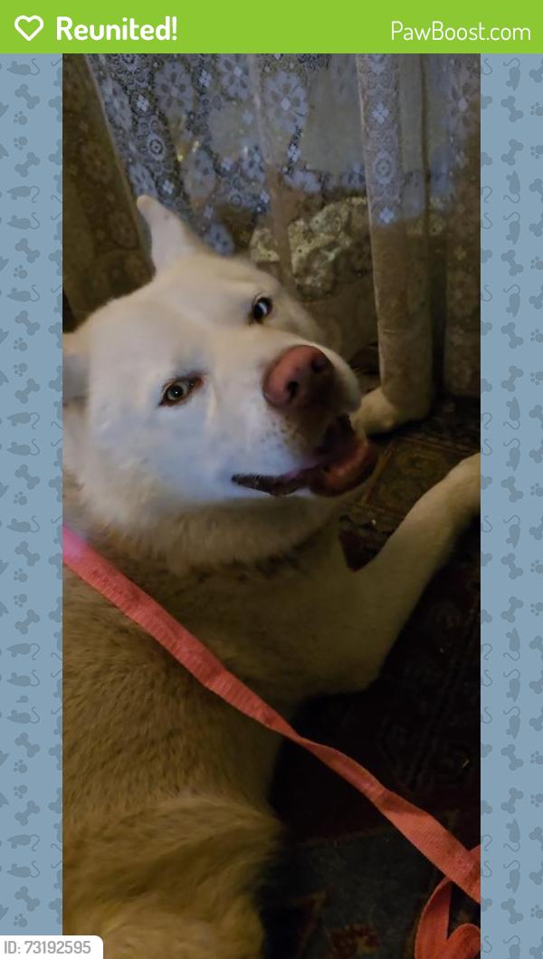 Reunited Male Dog last seen Lakeshore by the columns close to Grand lake theater, Oakland, CA 94610