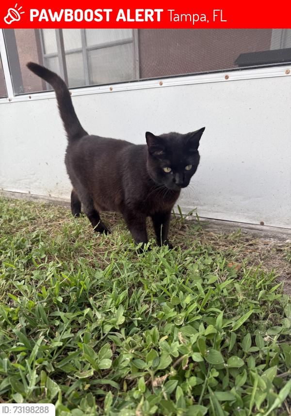 Lost Female Cat last seen Bramblebrush street, Tampa, FL 33624