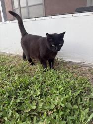 Lost Female Cat last seen Bramblebrush street, Tampa, FL 33624