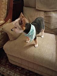 Reunited Male Dog last seen Gas station, Chicago, IL 60602