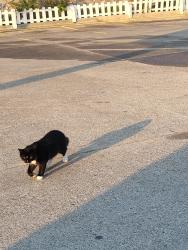 Found/Stray Unknown Cat last seen Latin American foods parking lot, Durham, NC 27703