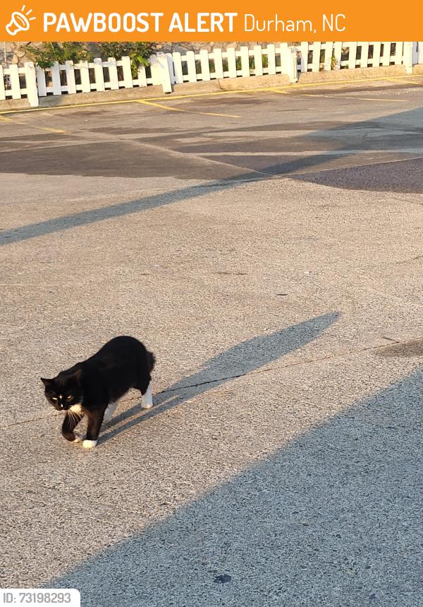 Found/Stray Unknown Cat last seen Latin American foods parking lot, Durham, NC 27703