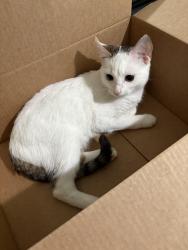 Lost Female Cat last seen 7th Street E & Birmingham Street, Saint Paul, MN 55106