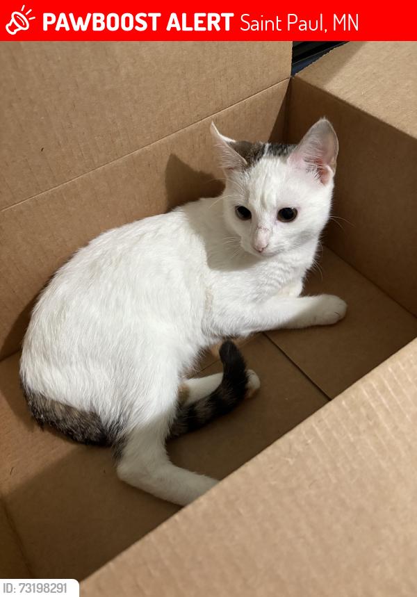 Lost Female Cat last seen 7th Street E & Birmingham Street, Saint Paul, MN 55106