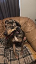 Reunited Female Dog last seen Romain, Greensboro, NC 27407