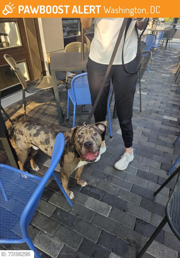Found/Stray Male Dog last seen Good company coffee shop, Washington, DC 20024