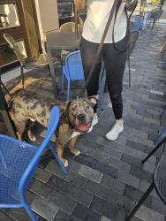 Found/Stray Male Dog last seen Good company coffee shop, Washington, DC 20024