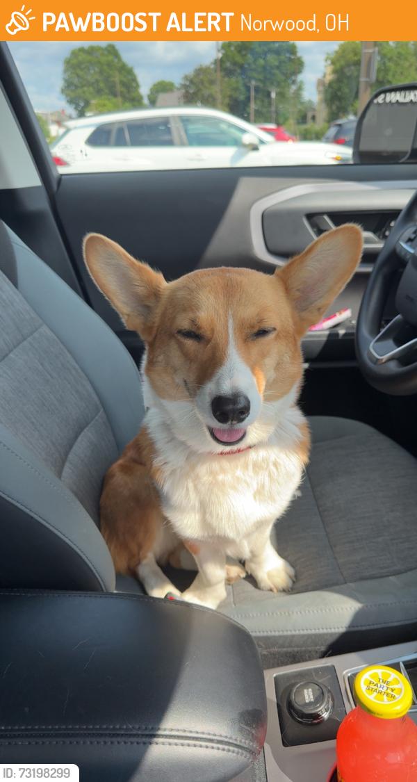 Found/Stray Female Dog last seen Sunoco on Sherman, Norwood, OH 45212