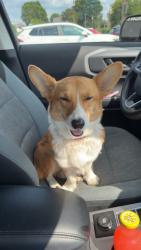 Found/Stray Female Dog last seen Sunoco on Sherman, Norwood, OH 45212