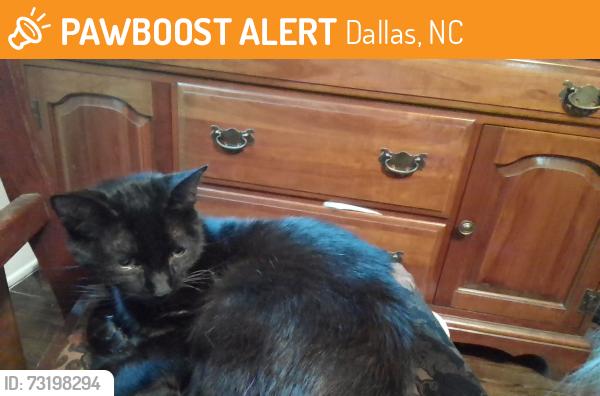 Found/Stray Male Cat last seen Trade St and High Shoals, Dallas, NC 28034