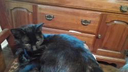Found/Stray Male Cat last seen Trade St and High Shoals, Dallas, NC 28034