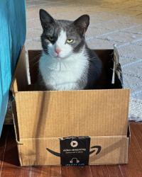 Lost Male Cat last seen Rolling Hills neighborhood, off Old Bon Air Road, Richmond, VA 23235