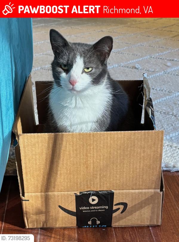 Lost Male Cat last seen Rolling Hills neighborhood, off Old Bon Air Road, Richmond, VA 23235