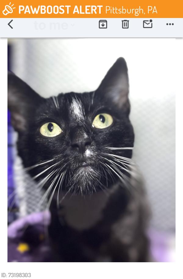 Found/Stray Female Cat last seen Chartiers, Pittsburgh, PA 15204