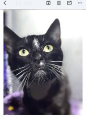 Found/Stray Female Cat last seen Chartiers, Pittsburgh, PA 15204