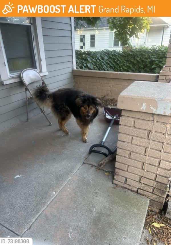 Lost Unknown Dog last seen Taylor, Grand Rapids, MI 49505