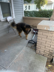 Lost Unknown Dog last seen Taylor, Grand Rapids, MI 49505