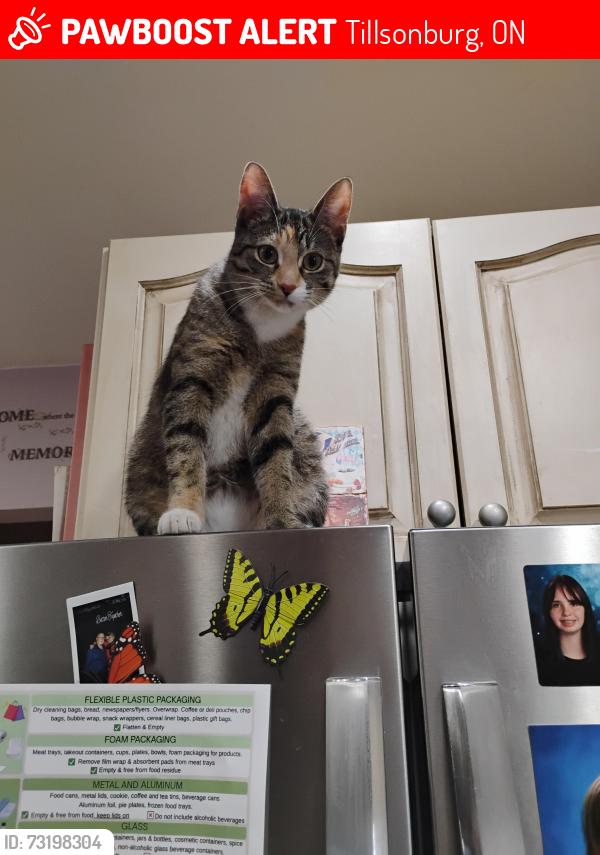 Lost Female Cat last seen Near Sanders st, Tillsonburg, ON 