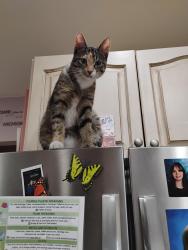 Lost Female Cat last seen Near Sanders st, Tillsonburg, ON 