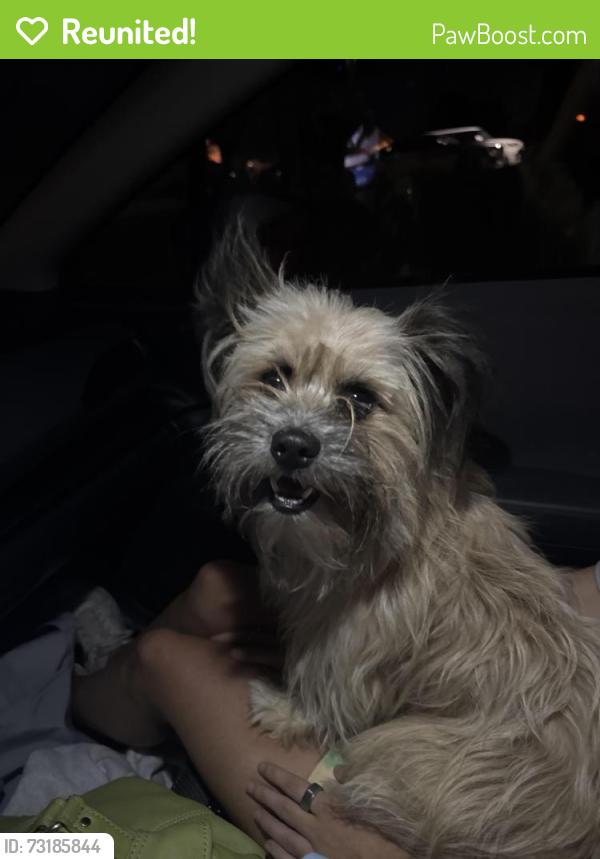 Reunited Male Dog last seen Windflower & Azalea Dr in Spring Meadow, Fate, TX 75087
