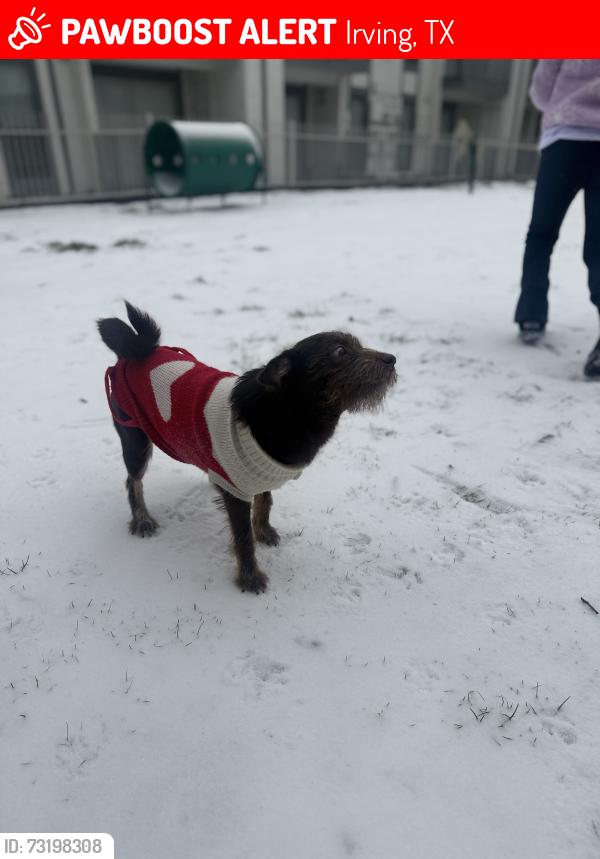 Lost Male Dog last seen Near pleasant run rd, Irving, TX 75038
