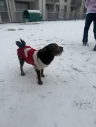 Lost Male Dog last seen Near pleasant run rd, Irving, TX 75038