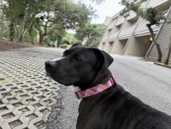 Lost Female Dog last seen Wolf Pond Rd, Union County, NC 28112