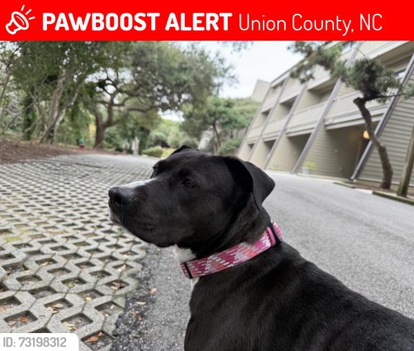 Lost Female Dog last seen Wolf Pond Rd, Union County, NC 28112