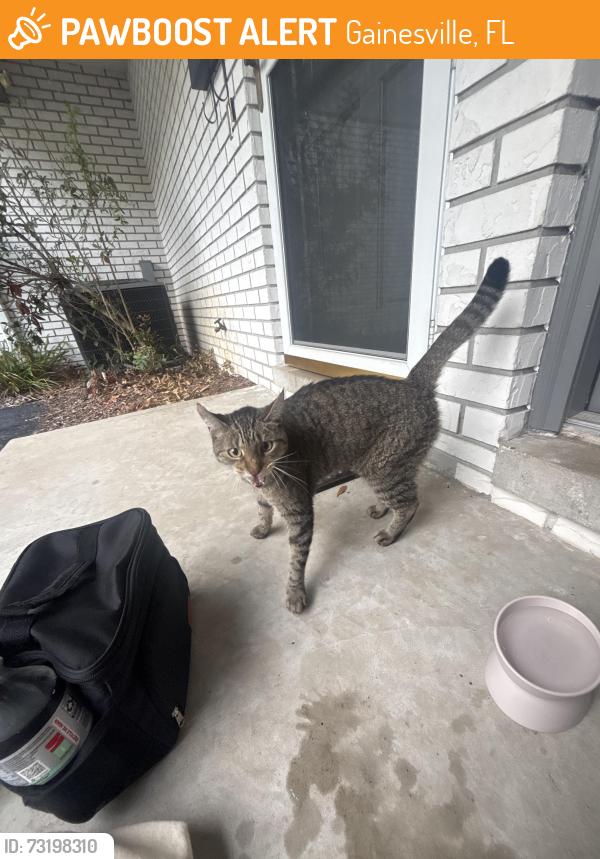 Found/Stray Unknown Cat last seen NE 4th ave and NE blvd, Gainesville, FL 32601