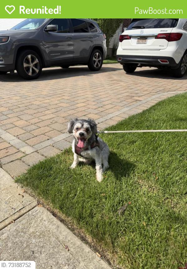 Reunited Male Dog last seen Nancy drive, East Meadow, NY 11554