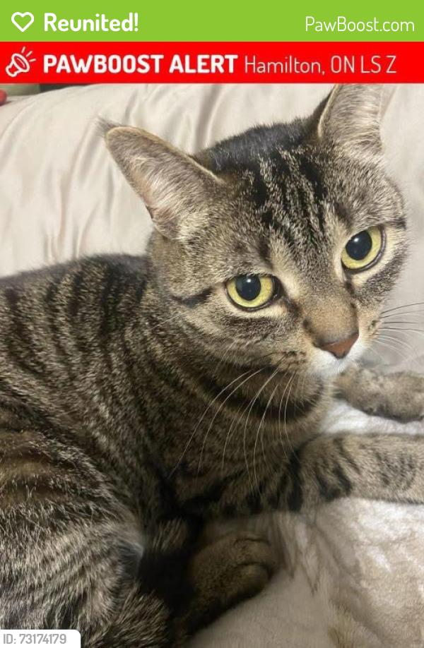 Reunited Female Cat last seen Near mcmaster area lost july 22 its been 24 hr since she went out, Hamilton, ON L8S 1Z6