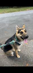 Lost Male Dog last seen Panola road, by the cemetery. Or down by Brisbane , rock springs, Stonecrest, GA 30038