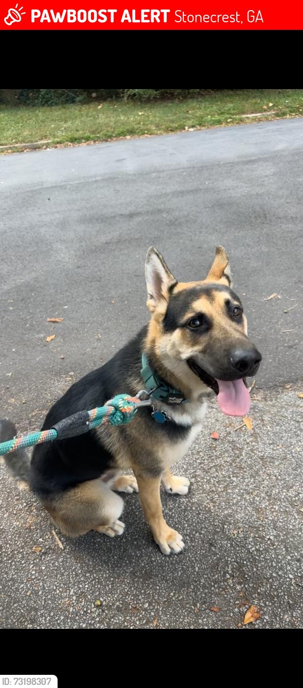 Lost Male Dog last seen Panola road, by the cemetery. Or down by Brisbane , rock springs, Stonecrest, GA 30038