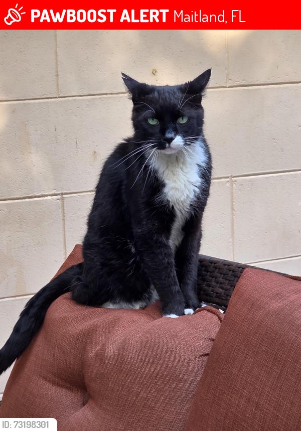 Lost Male Cat last seen English Estates elementary, Maitland, FL 32751