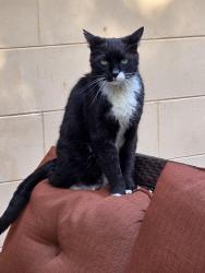 Lost Male Cat last seen English Estates elementary, Maitland, FL 32751