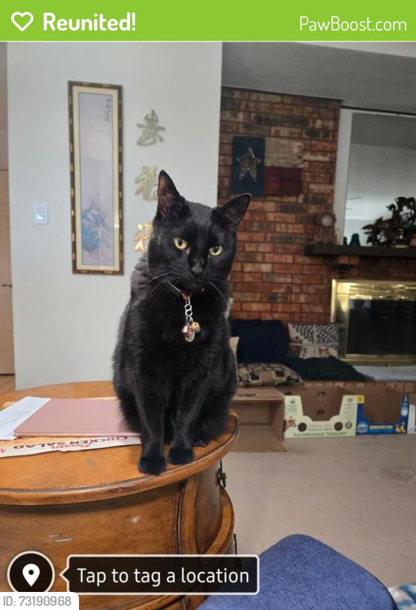 Reunited Male Cat last seen Near Via Altos, Mesquite, TX 75150, USA, Mesquite, TX 75150