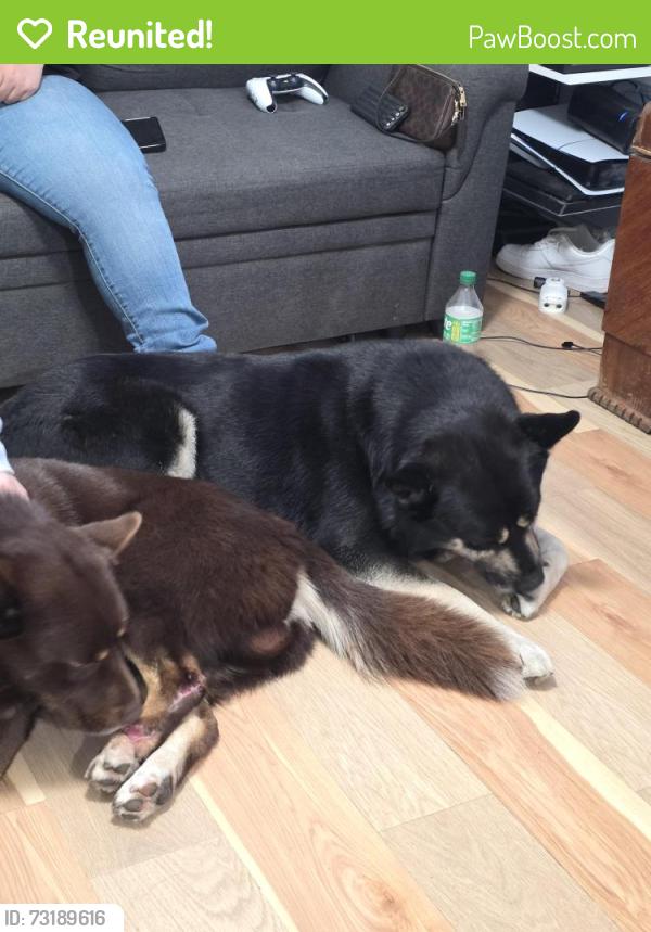 Reunited Male Dog last seen Riverview ave, El Monte, CA 91731