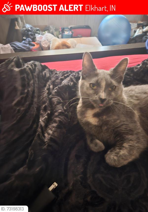 Lost Female Cat last seen Near Osolo rd lot 142 elkart IN, Elkhart, IN 46514