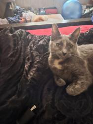 Lost Female Cat last seen Near Osolo rd lot 142 elkart IN, Elkhart, IN 46514