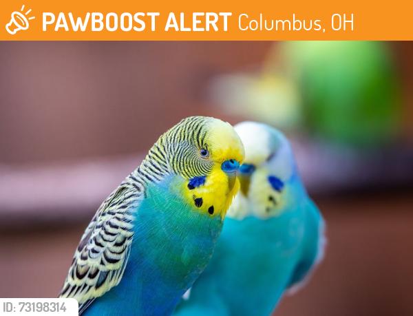 Found/Stray Female Bird last seen Kendale Rd. and Kenchester Dr., Columbus, OH 43220