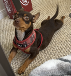 Reunited Female Dog last seen Near Waltz St SE, Palm Bay, FL 32909, Palm Bay, FL 32909