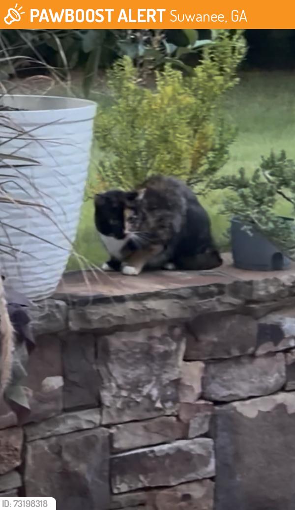 Found/Stray Unknown Cat last seen Moore rd Suwanee, Suwanee, GA 30024