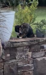 Found/Stray Unknown Cat last seen Moore rd Suwanee, Suwanee, GA 30024