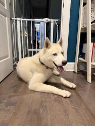 Reunited Male Dog last seen 25th and Ingersoll, Philadelphia, PA 19121