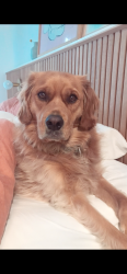 Reunited Male Dog last seen Anthony street, Newcomb VIC, Newcomb, VIC 3219