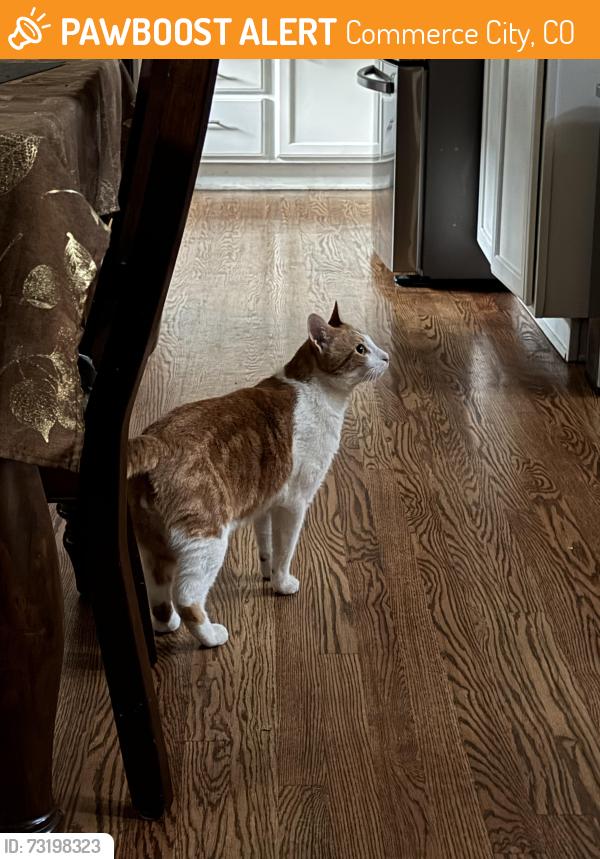 Found/Stray Male Cat last seen Ventura, Commerce City, CO 80022