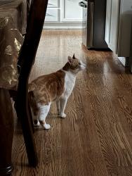 Found/Stray Male Cat last seen Ventura, Commerce City, CO 80022
