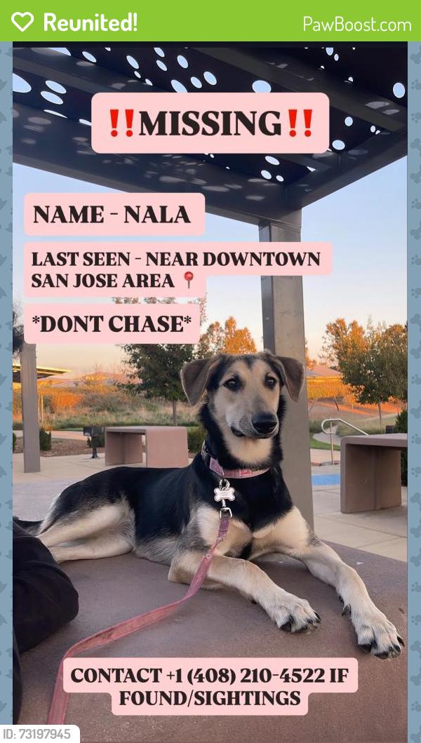 Reunited Female Dog last seen Downtown San Jose, San Jose, CA, USA, San Jose, CA 95113