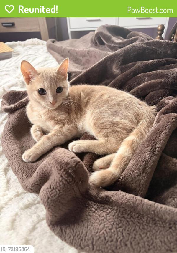 Reunited Female Cat last seen Near Summerwood Dr, Bristol, TN 37620, USA, Bristol, TN 37620
