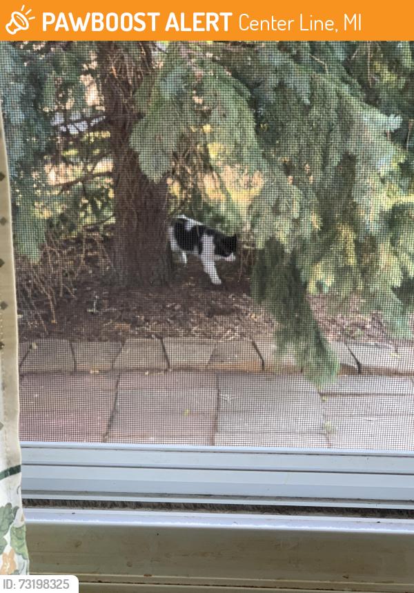 Found/Stray Unknown Cat last seen South of 10 Mike, east of Van Dyke, Center Line, MI 48015